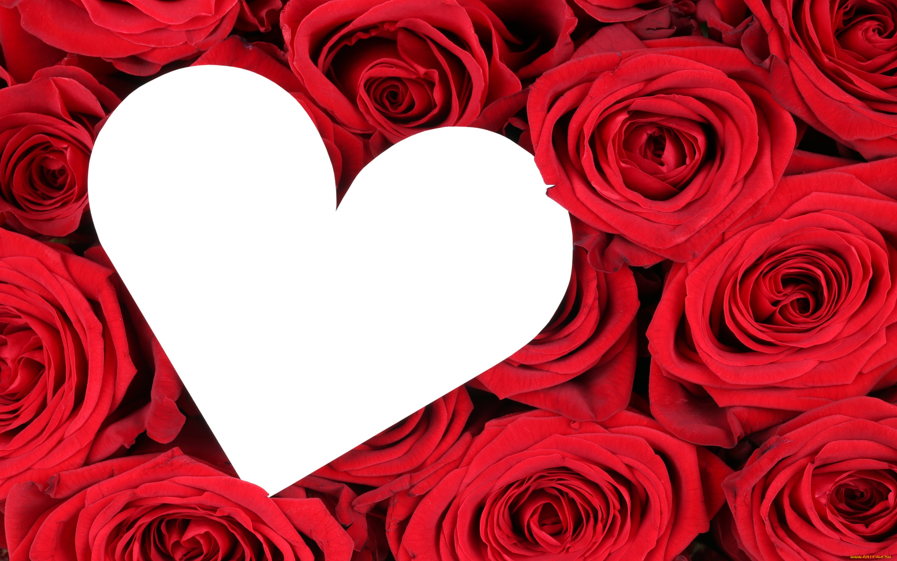 ,   ,  ,  , , , , flowers, roses, red